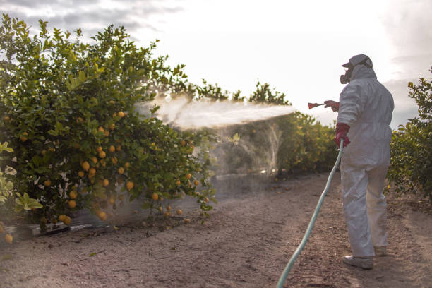 Best Rat Extermination Near Me  in Squirrel Mountain Valley, CA
