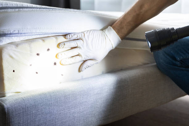 Best Pest Inspection Near Me  in Squirrel Mountain Valley, CA