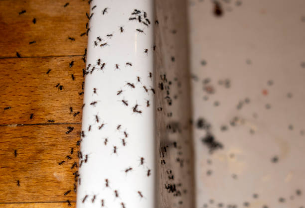 Best Pest Prevention Services  in Squirrel Mountain Valley, CA