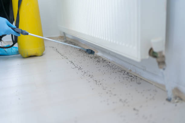 Pest Control Cost in Squirrel Mountain Valley, CA